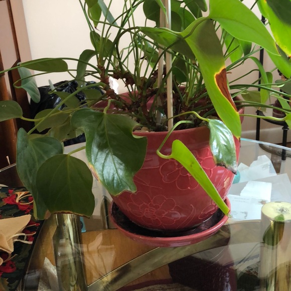 Meet your Posher, Cherrille - Picture 1 of 1